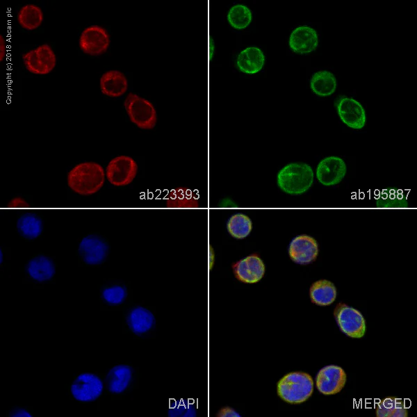 Immunocytochemistry/ Immunofluorescence - Alexa Fluor® 647 Anti-SHIP-1 antibody [EP378Y] (AB223393)