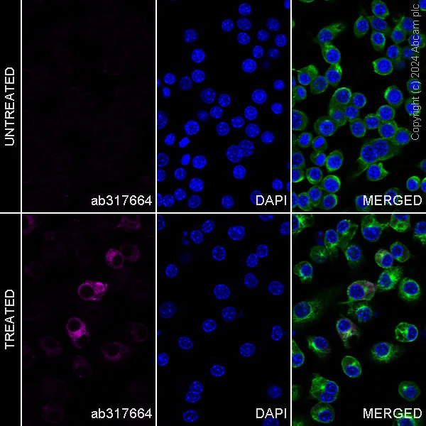 Immunocytochemistry/ Immunofluorescence - Alexa Fluor® 647 Anti-Sialoadhesin/CD169 antibody [EPR27102-11] (AB317664)