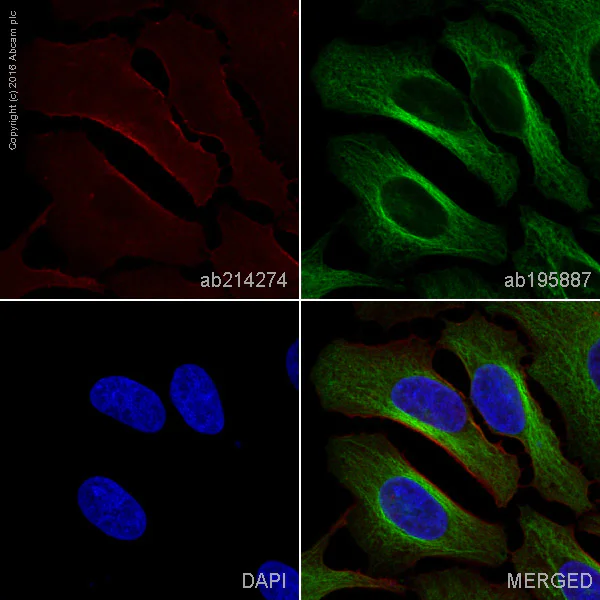 Immunocytochemistry/ Immunofluorescence - Alexa Fluor® 647 Anti-SIRP alpha antibody [EPR16264] (AB214274)