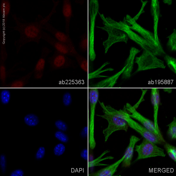 Immunocytochemistry/ Immunofluorescence - Alexa Fluor® 647 Anti-SIRT6 antibody [EPR18463] (AB225363)