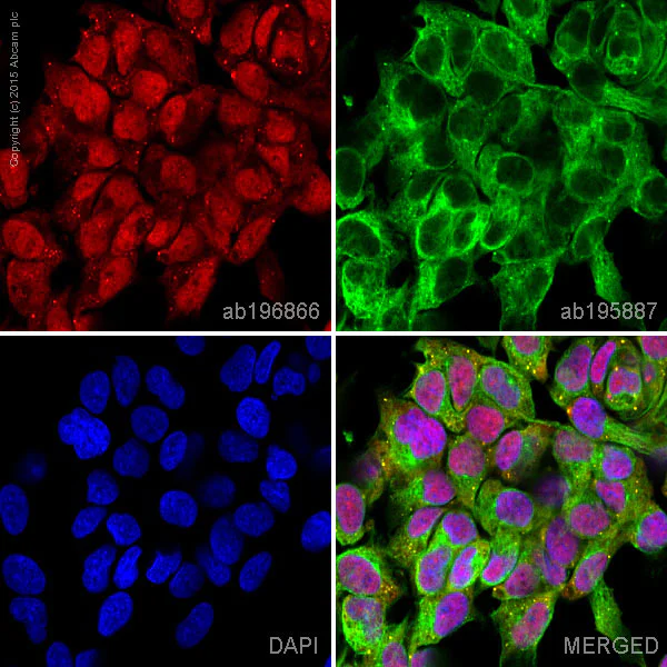 Immunocytochemistry/ Immunofluorescence - Alexa Fluor® 647 Anti-Smad1 antibody [EPR5522] (AB196866)