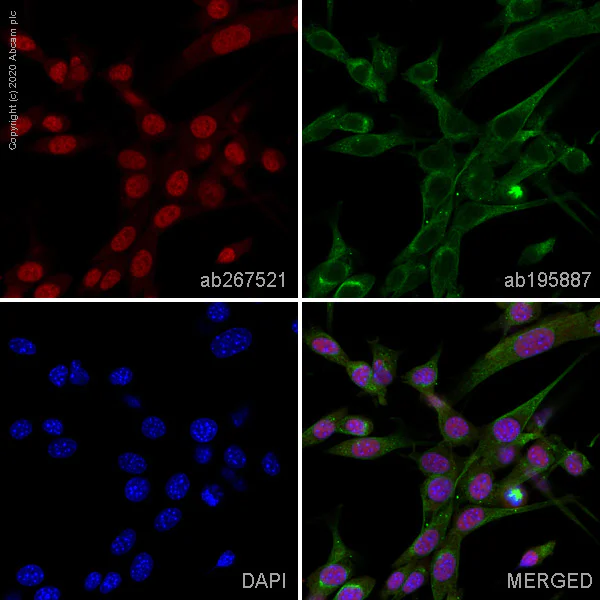 Immunocytochemistry/ Immunofluorescence - Alexa Fluor® 647 Anti-Smad4 antibody [SP306] - C-terminal (AB267521)