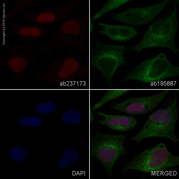 Immunocytochemistry/ Immunofluorescence - Alexa Fluor® 647 Anti-SMARCC1/BAF155 antibody [EPR12395] (AB237173)