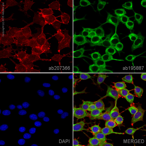 Immunocytochemistry/ Immunofluorescence - Alexa Fluor® 647 Anti-SNAP25 antibody [EP3274] (AB207366), expandable thumbnail