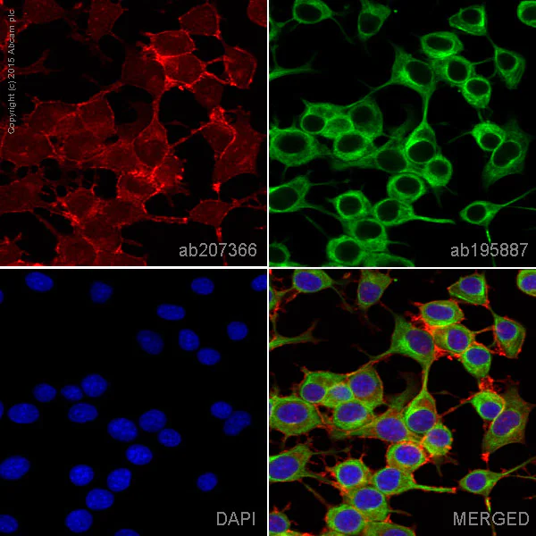 Immunocytochemistry/ Immunofluorescence - Alexa Fluor® 647 Anti-SNAP25 antibody [EP3274] (AB207366)