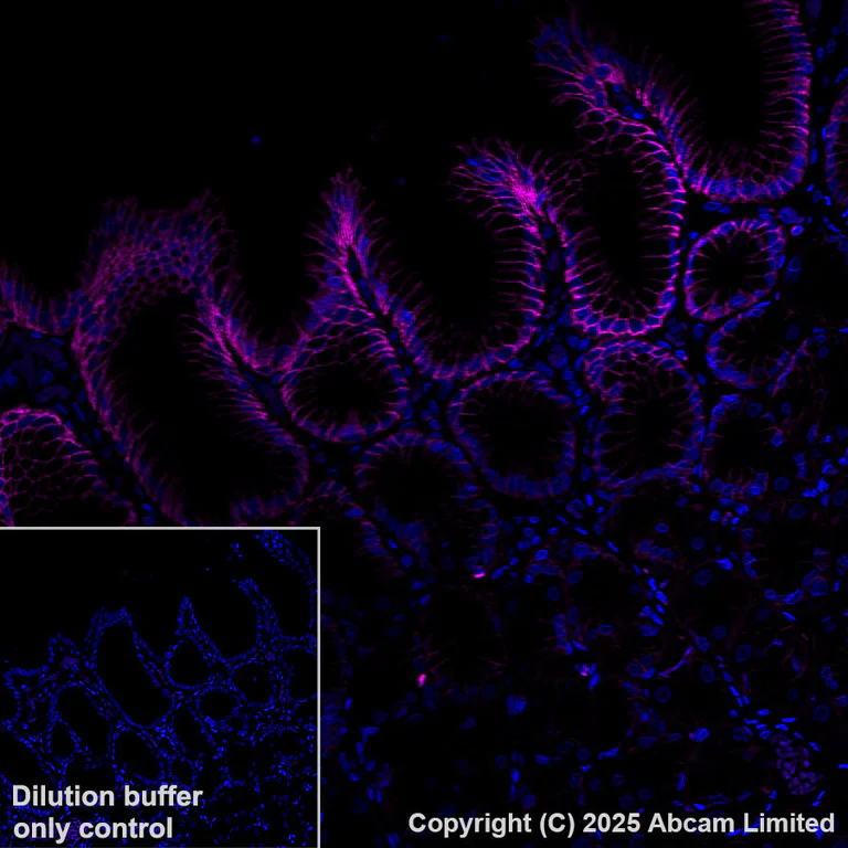 Immunohistochemistry (Formalin/PFA-fixed paraffin-embedded sections) - Alexa Fluor® 647 Anti-Sodium/Hydrogen Exchanger 1/NHE-1 antibody [EPR28913-51] (AB325225)