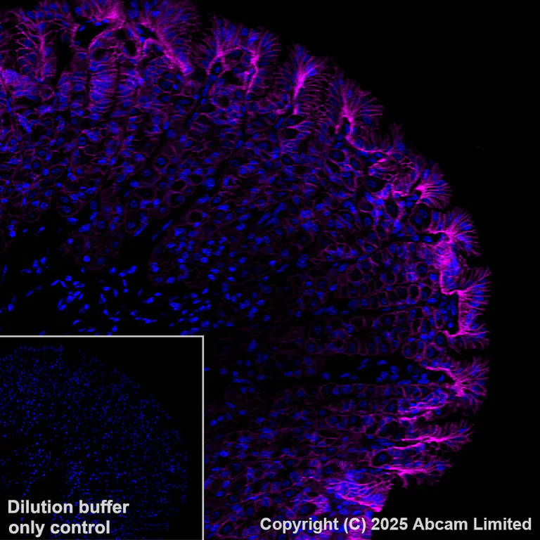 Immunohistochemistry (Formalin/PFA-fixed paraffin-embedded sections) - Alexa Fluor® 647 Anti-Sodium/Hydrogen Exchanger 1/NHE-1 antibody [EPR28913-51] (AB325225)