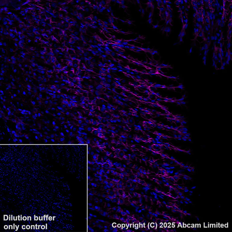 Immunohistochemistry (Formalin/PFA-fixed paraffin-embedded sections) - Alexa Fluor® 647 Anti-Sodium/Hydrogen Exchanger 1/NHE-1 antibody [EPR28913-51] (AB325225)