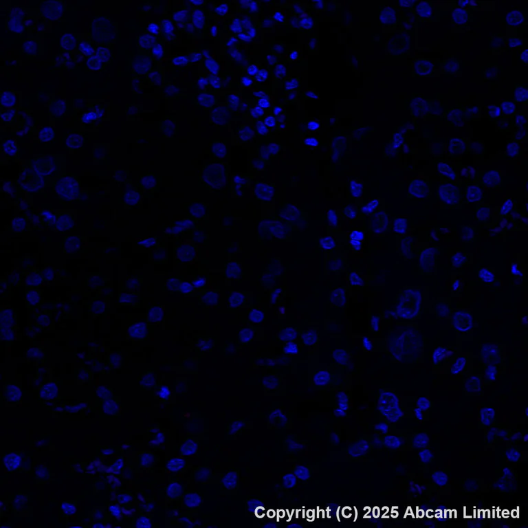 Immunohistochemistry (Formalin/PFA-fixed paraffin-embedded sections) - Alexa Fluor® 647 Anti-Sodium/Hydrogen Exchanger 1/NHE-1 antibody [EPR28913-51] (AB325225)