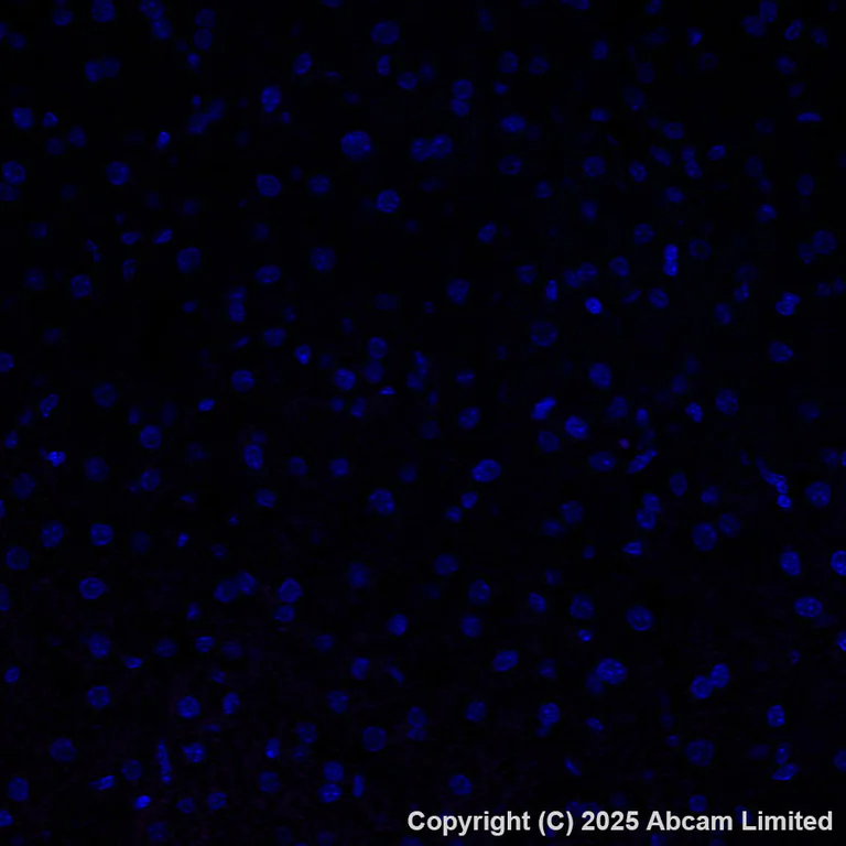 Immunohistochemistry (Formalin/PFA-fixed paraffin-embedded sections) - Alexa Fluor® 647 Anti-Sodium/Hydrogen Exchanger 1/NHE-1 antibody [EPR28913-51] (AB325225)