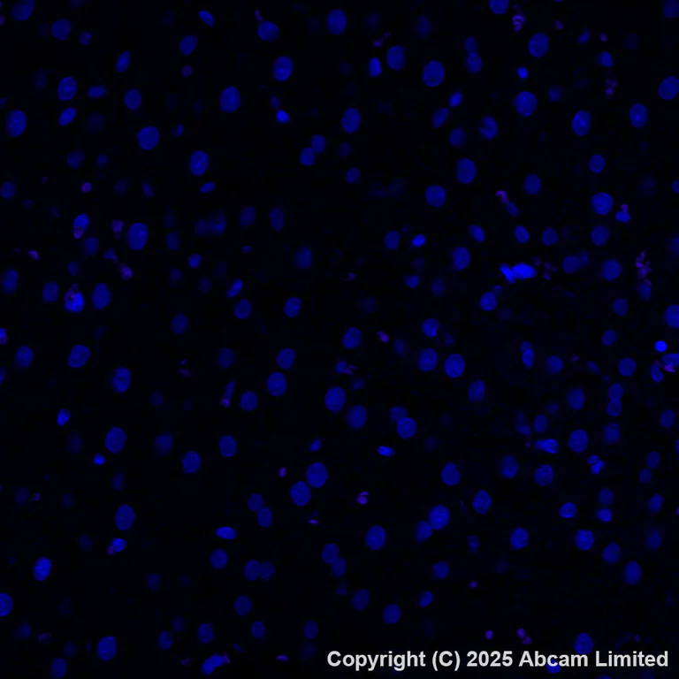 Immunohistochemistry (Formalin/PFA-fixed paraffin-embedded sections) - Alexa Fluor® 647 Anti-Sodium/Hydrogen Exchanger 1/NHE-1 antibody [EPR28913-51] (AB325225)