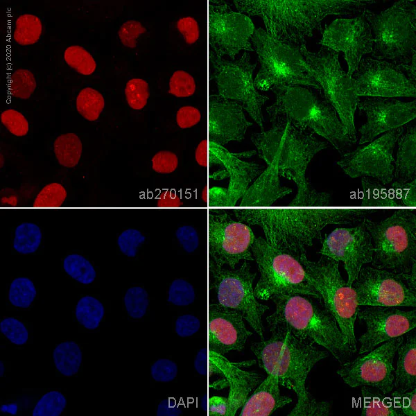 Immunocytochemistry/ Immunofluorescence - Alexa Fluor® 647 Anti-SOX10 antibody [SP267] (AB270151)