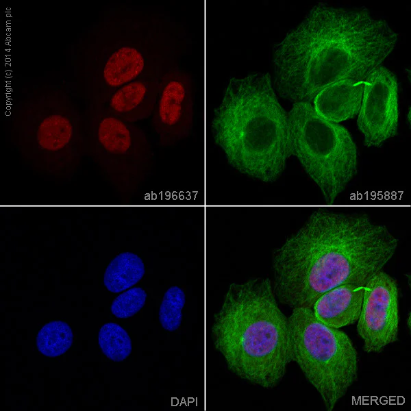 Immunocytochemistry/ Immunofluorescence - Alexa Fluor® 647 Anti-SOX2 antibody [EPR3131] (AB196637)