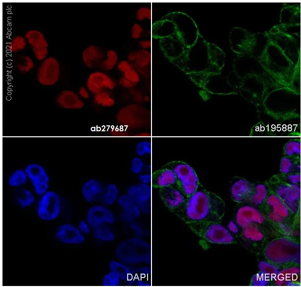 Immunocytochemistry/ Immunofluorescence - Alexa Fluor® 647 Anti-SOX2 antibody [SP76] (AB279687)