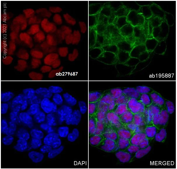 Immunocytochemistry/ Immunofluorescence - Alexa Fluor® 647 Anti-SOX2 antibody [SP76] (AB279687)