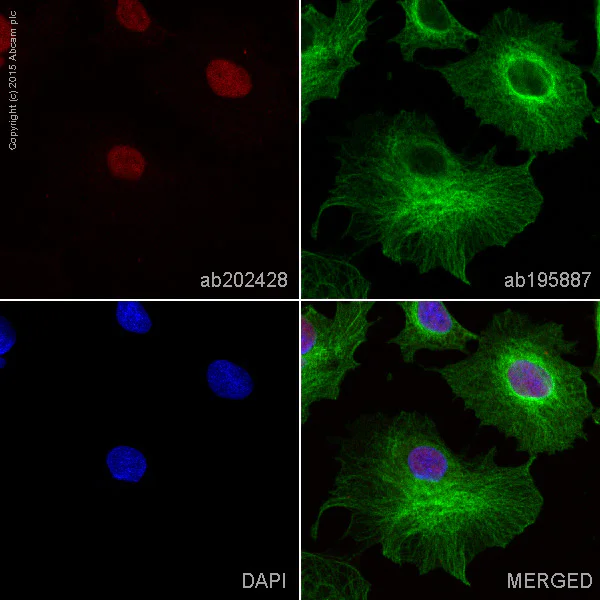 Immunocytochemistry/ Immunofluorescence - Alexa Fluor® 647 Anti-SOX9 antibody [EPR12755] (AB202428)