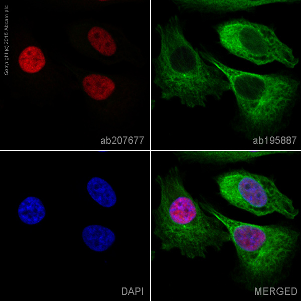 Immunocytochemistry/ Immunofluorescence - Alexa Fluor® 647 Anti-SOX9 antibody [EPR14335-78] (AB207677)