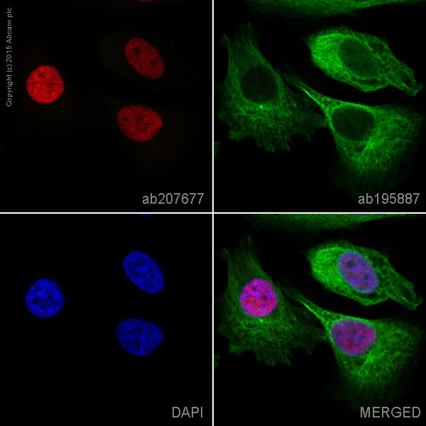 Immunocytochemistry/ Immunofluorescence - Alexa Fluor® 647 Anti-SOX9 antibody [EPR14335-78] (AB207677)