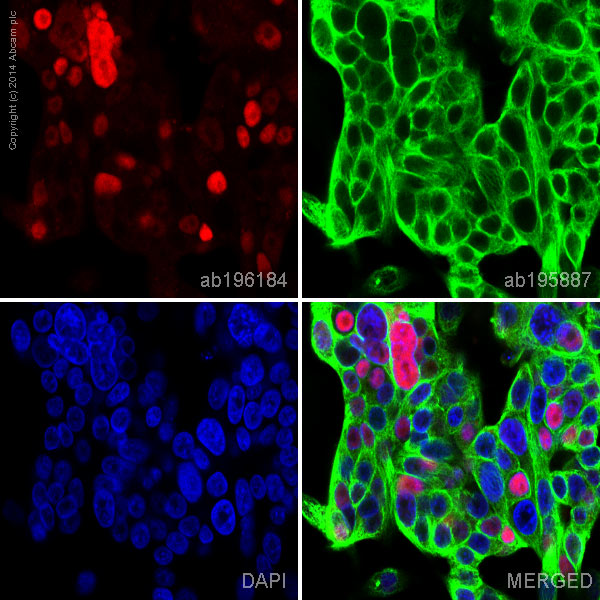 Immunocytochemistry/ Immunofluorescence - Alexa Fluor® 647 Anti-SOX9 antibody [EPR14335] (AB196184), expandable thumbnail