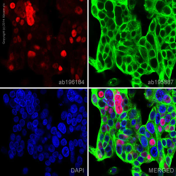 Immunocytochemistry/ Immunofluorescence - Alexa Fluor® 647 Anti-SOX9 antibody [EPR14335] (AB196184)
