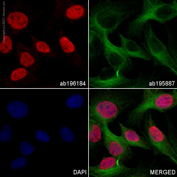 Immunocytochemistry/ Immunofluorescence - Alexa Fluor® 647 Anti-SOX9 antibody [EPR14335] (AB196184), expandable thumbnail