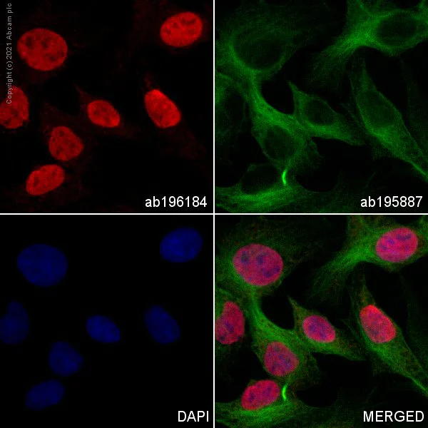Immunocytochemistry/ Immunofluorescence - Alexa Fluor® 647 Anti-SOX9 antibody [EPR14335] (AB196184)