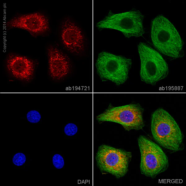 Immunocytochemistry/ Immunofluorescence - Alexa Fluor® 647 Anti-SQSTM1 / p62 antibody [EPR4844] - Autophagosome Marker (AB194721)