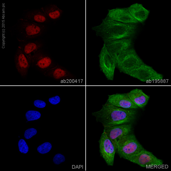 Immunocytochemistry/ Immunofluorescence - Alexa Fluor® 647 Anti-STAT1 antibody [EPR4407] (AB200417), expandable thumbnail