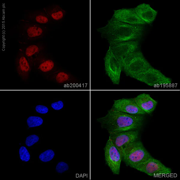 Immunocytochemistry/ Immunofluorescence - Alexa Fluor® 647 Anti-STAT1 antibody [EPR4407] (AB200417)