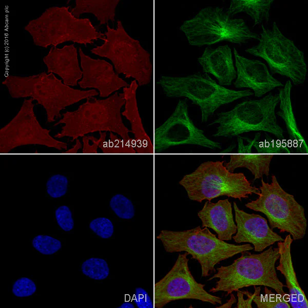 Immunocytochemistry/ Immunofluorescence - Alexa Fluor® 647 Anti-STAT3 antibody [E121-21] (AB214939)