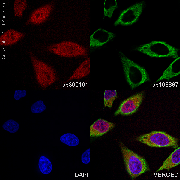Immunocytochemistry - Alexa Fluor® 647 Anti-STAT3 antibody [EPR787Y] (AB300101), expandable thumbnail