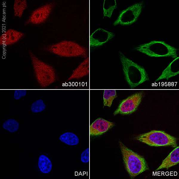 Immunocytochemistry - Alexa Fluor® 647 Anti-STAT3 antibody [EPR787Y] (AB300101)