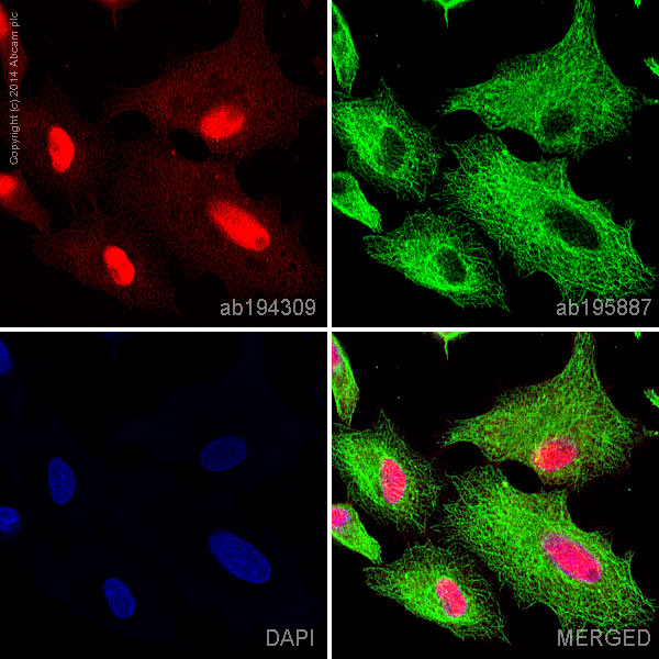 Immunocytochemistry/ Immunofluorescence - Alexa Fluor® 647 Anti-STAT5a antibody [E289] (AB194309)