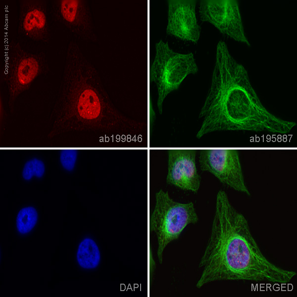 Immunocytochemistry/ Immunofluorescence - Alexa Fluor® 647 Anti-STAT5b antibody [EPR16671] (AB199846)