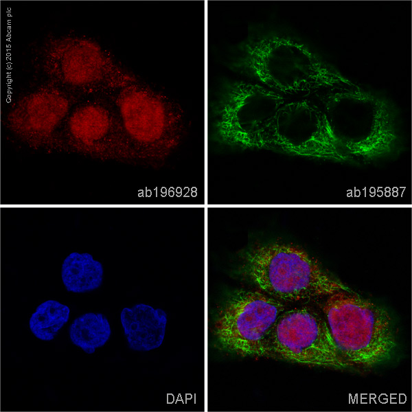 Immunocytochemistry/ Immunofluorescence - Alexa Fluor® 647 Anti-STAT6 antibody [YE361] (AB196928), expandable thumbnail