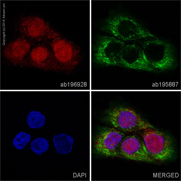 Immunocytochemistry/ Immunofluorescence - Alexa Fluor® 647 Anti-STAT6 antibody [YE361] (AB196928)