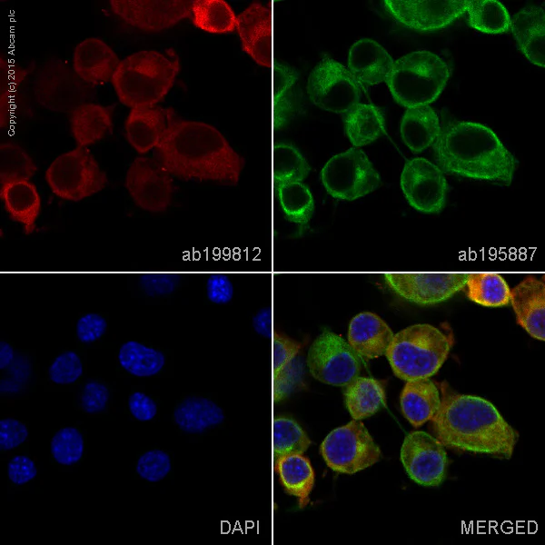 Immunocytochemistry/ Immunofluorescence - Alexa Fluor® 647 Anti-Stathmin 1 antibody [EP1573Y] (AB199812)