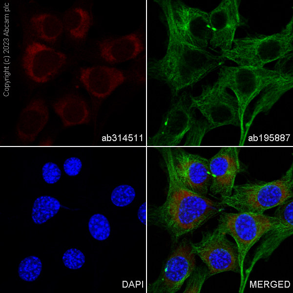Immunocytochemistry/ Immunofluorescence - Alexa Fluor® 647 Anti-Superoxide Dismutase 1 antibody [EP1727Y] (AB314511), expandable thumbnail