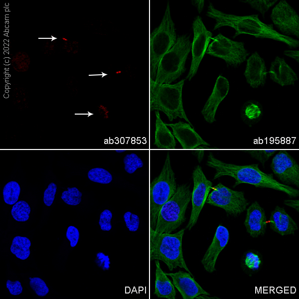Immunocytochemistry/ Immunofluorescence - Alexa Fluor® 647 Anti-Survivin antibody [EPR20448] (AB307853), expandable thumbnail