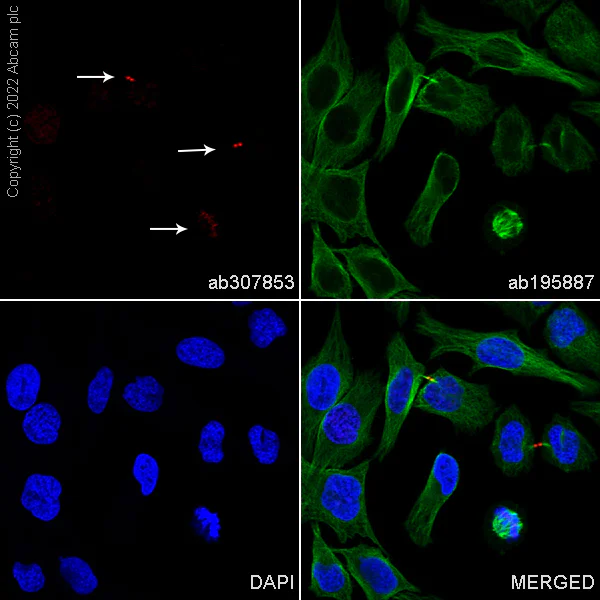 Immunocytochemistry/ Immunofluorescence - Alexa Fluor® 647 Anti-Survivin antibody [EPR20448] (AB307853)