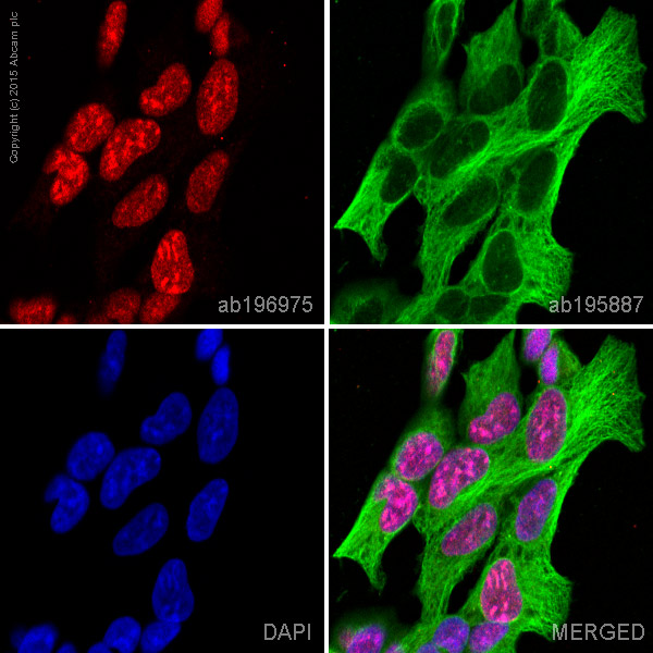Immunocytochemistry/ Immunofluorescence - Alexa Fluor® 647 Anti-SUZ12 antibody [EPR5234(N)] (AB196975), expandable thumbnail