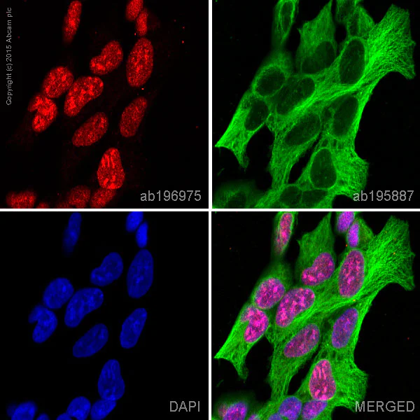 Immunocytochemistry/ Immunofluorescence - Alexa Fluor® 647 Anti-SUZ12 antibody [EPR5234(N)] (AB196975)