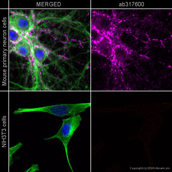 Immunocytochemistry/ Immunofluorescence - Alexa Fluor® 647 Anti-SV2A antibody [EPR23500-32] (AB317600)