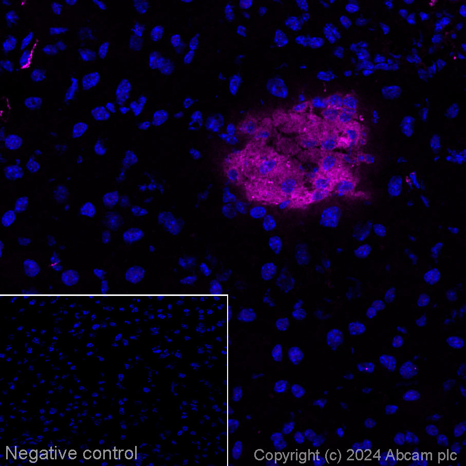 Immunohistochemistry (Frozen sections) - Alexa Fluor® 647 Anti-SV2A antibody [EPR23500-32] (AB317600), expandable thumbnail