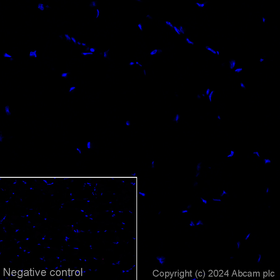 Immunohistochemistry (Frozen sections) - Alexa Fluor® 647 Anti-SV2A antibody [EPR23500-32] (AB317600), expandable thumbnail
