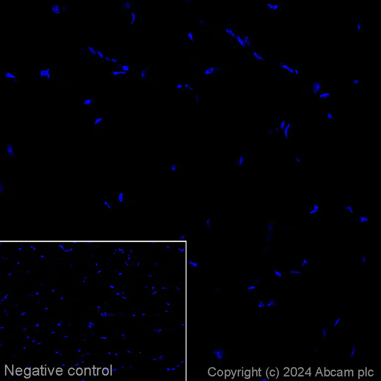 Immunohistochemistry (Frozen sections) - Alexa Fluor® 647 Anti-SV2A antibody [EPR23500-32] (AB317600)