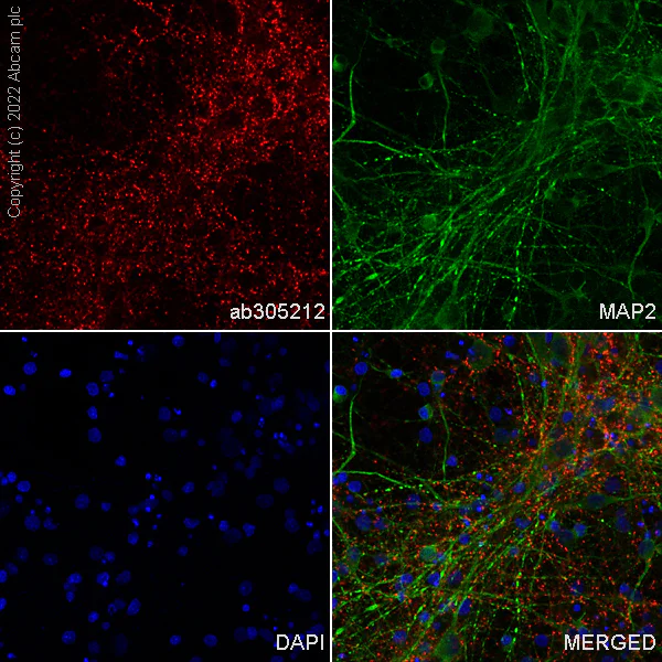 Anti-Synapsin I Alexa Fluor® 647 antibody [EPR23531-50] (ab305212