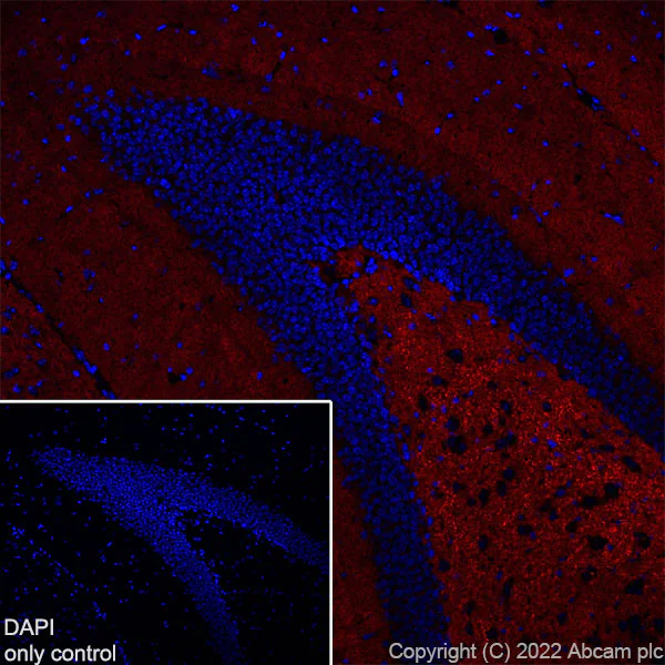 Immunohistochemistry (Frozen sections) - Alexa Fluor® 647 Anti-Synapsin I antibody [EPR23531-50] - Synaptic Marker (AB305212)