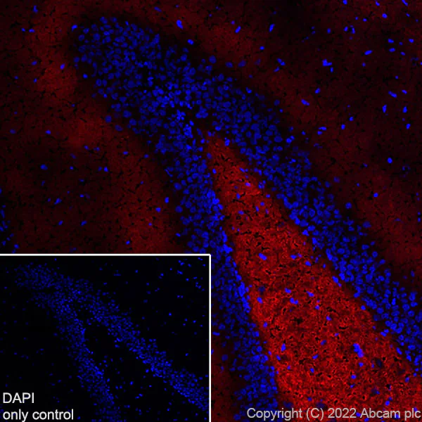 Immunohistochemistry (Frozen sections) - Alexa Fluor® 647 Anti-Synapsin I antibody [EPR23531-50] - Synaptic Marker (AB305212)