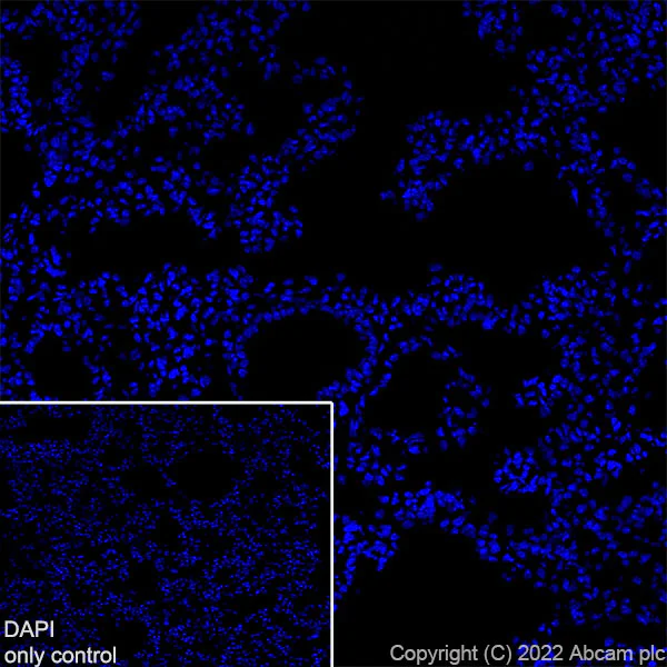Immunohistochemistry (Frozen sections) - Alexa Fluor® 647 Anti-Synapsin I antibody [EPR23531-50] - Synaptic Marker (AB305212)